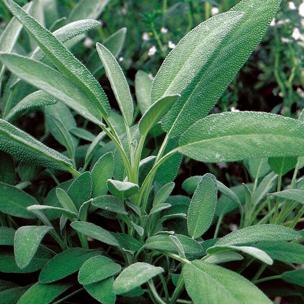 Broadleaf Sage 25 – 750 Seeds Potpourri Aroma Herbs Salvia Officinalis Bulk