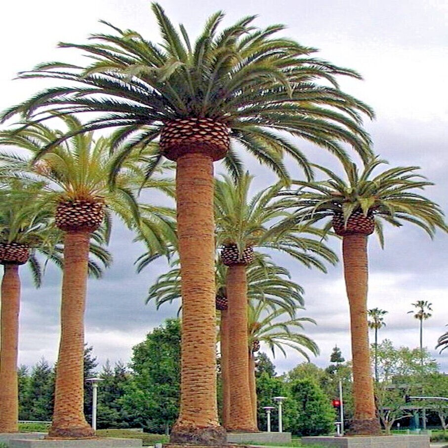 10 CANARY ISLAND DATE PALM Tree Seeds (Phoenix Canariensis) Hardy Fruit Plant