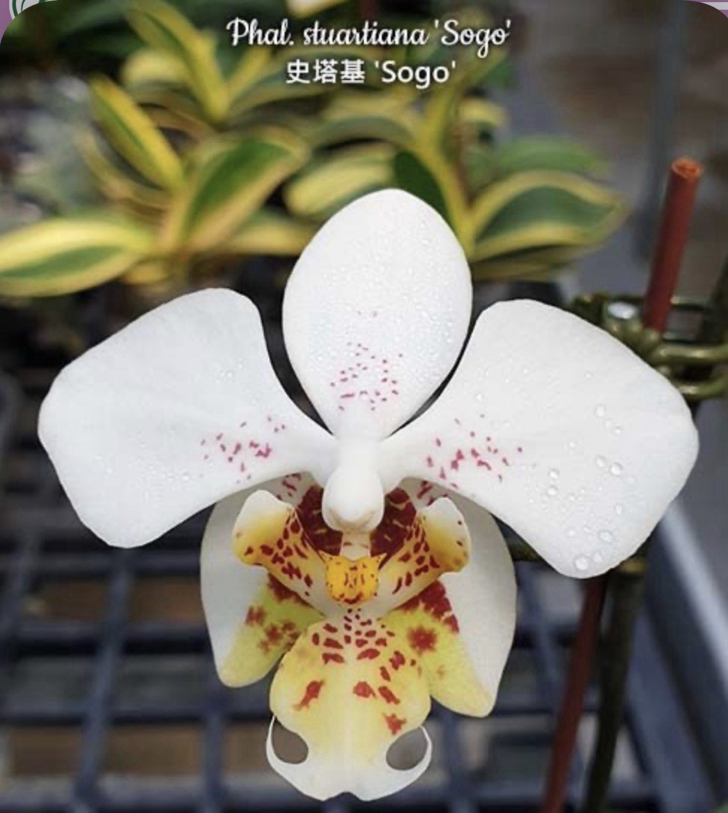 Phal. stuartiana ‘Sogo’ HCC/AOS, Mericlone, Spike Initiated, Mottled Leaves