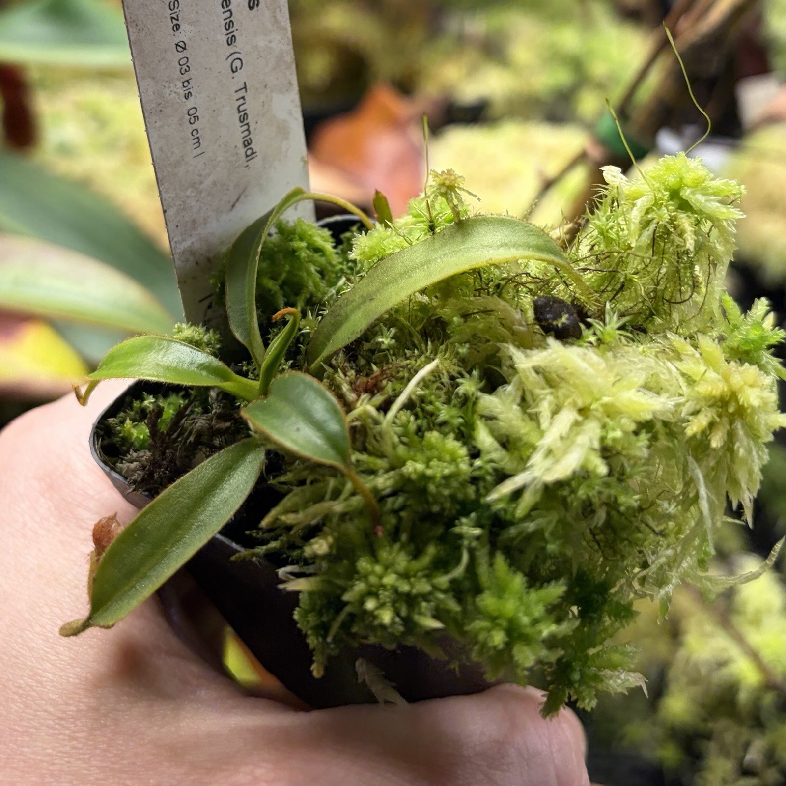 Nepenthes x Trusmadiensis Highland Pitcher Plant Super Desirable Natural Hybrid
