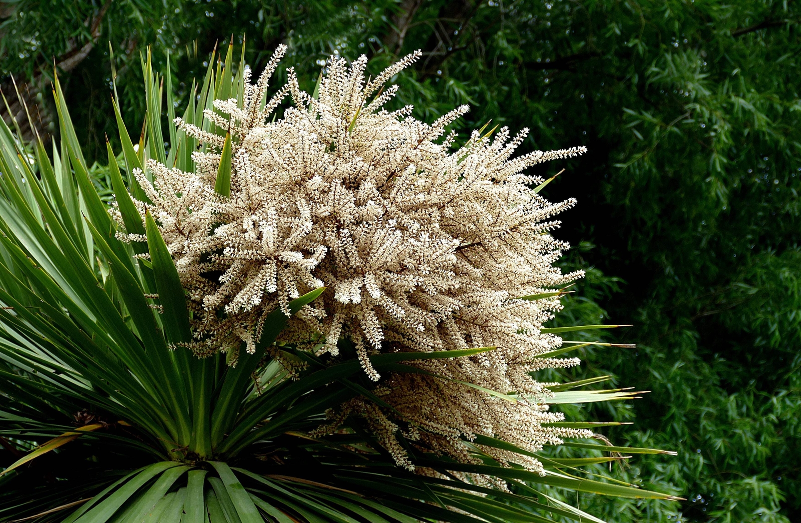25 BLUE DRACAENA SPIKES Cordyline Indivisa Flower Seeds *Flat S/H