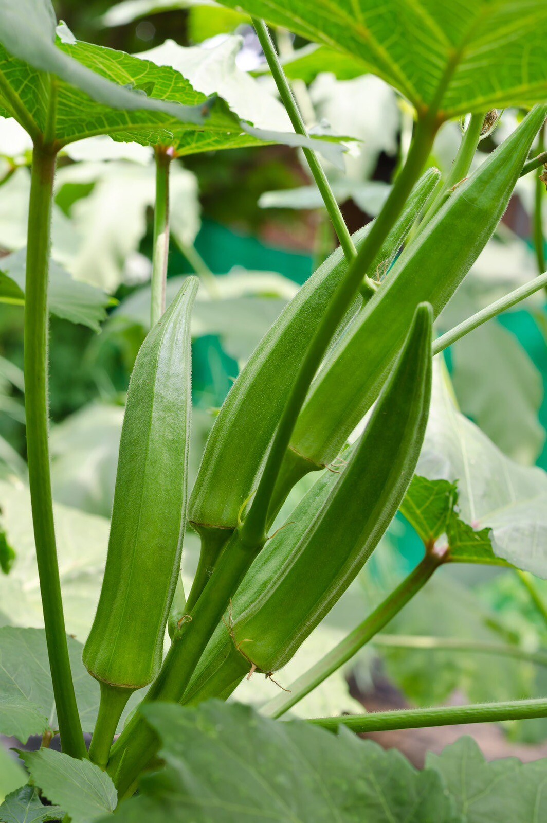 Clemson Spineless Okra~50+ Seeds. Heirloom~non-GMO~Organic. USA, free shipping.