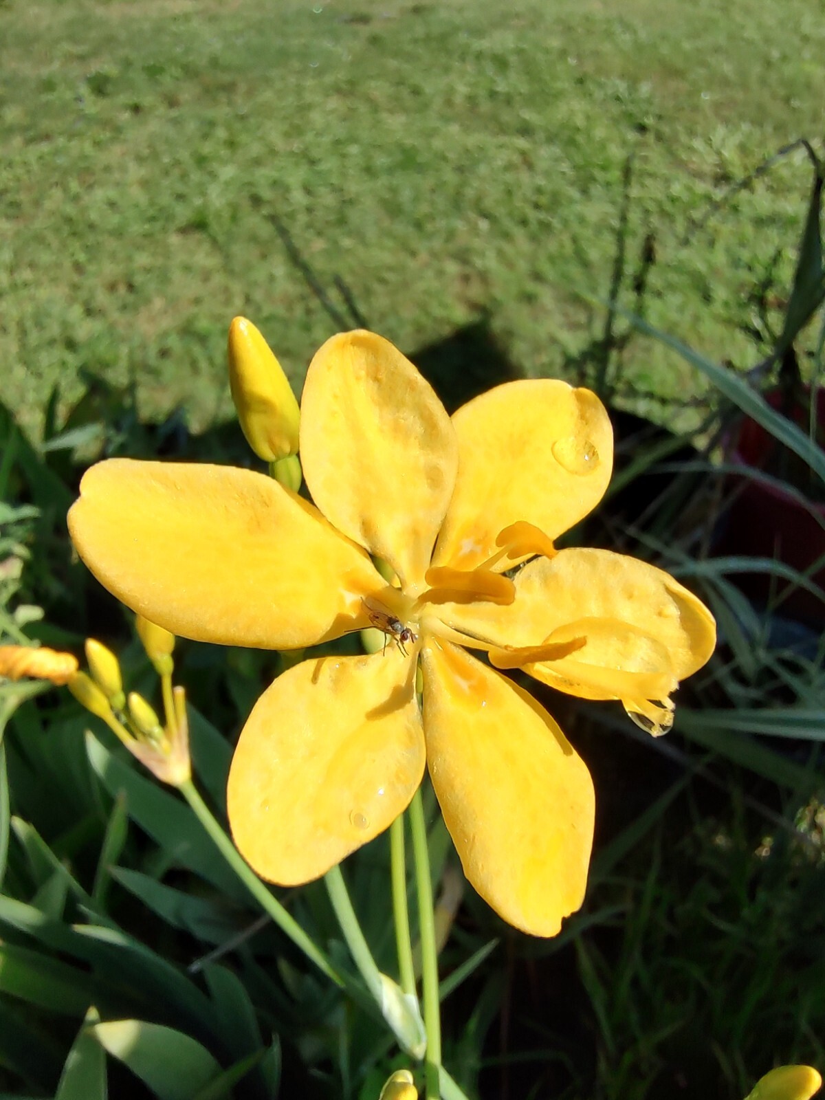 Belamcanda chinensis ‘Hello Yellow’