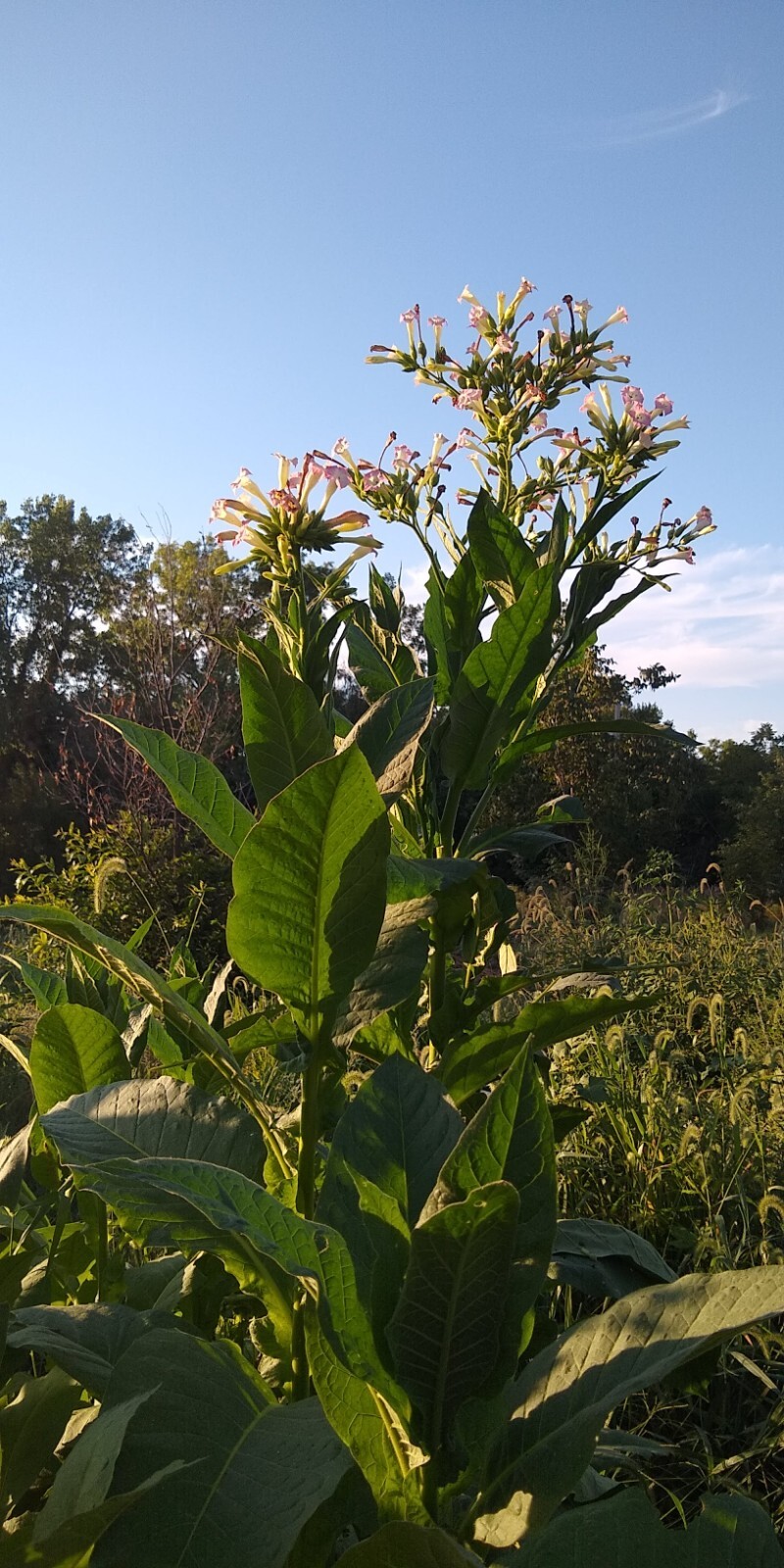 Perique Tobacco Seeds ~ 1000 to 100,000 seeds ~ Heirloom Nicotiana Tabacum