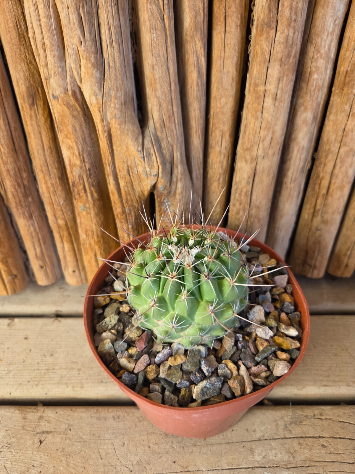 Thelocactus saussieri