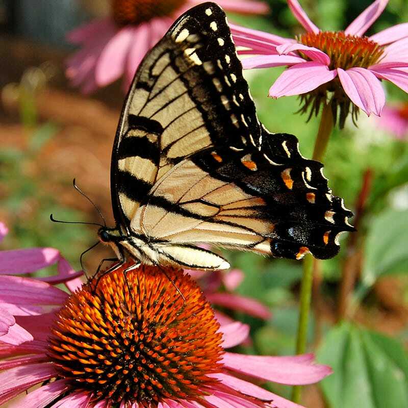 Wildflower Mix BUTTERFLY & HUMMINGBIRD Heirloom Flowers USA Non-GMO 1000+ Seeds!