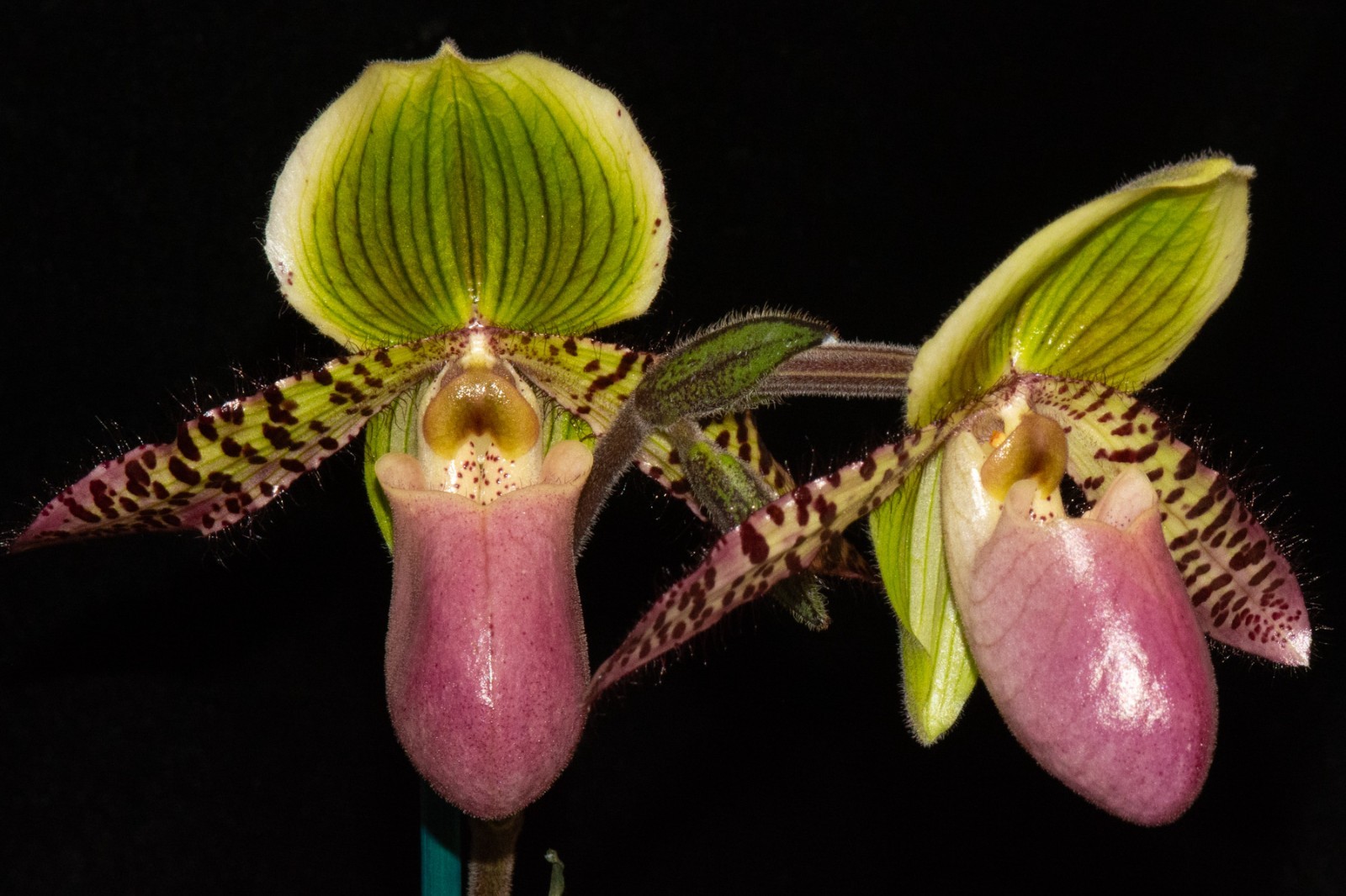 Paphiopedilum QF Amanda #3, in spike