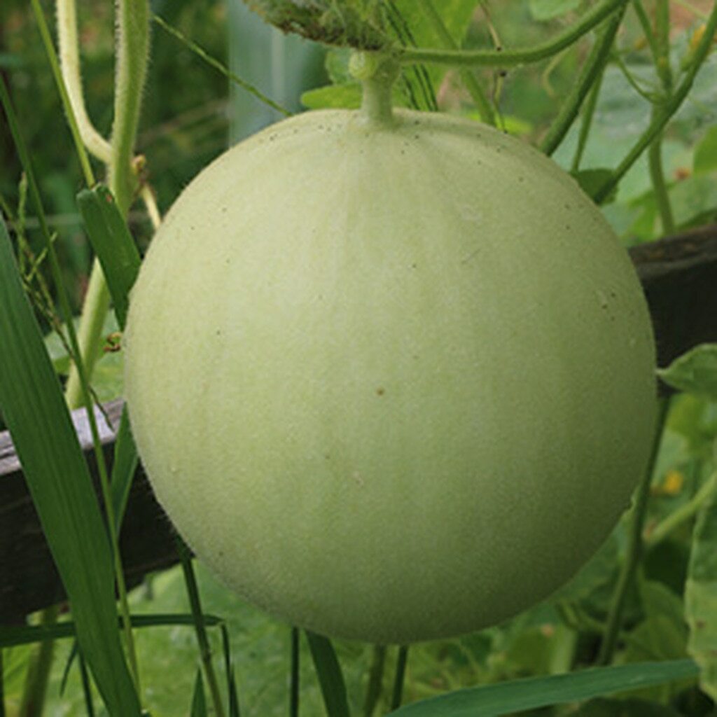 Honey Dew Green Flesh Cantaloupe Seeds 50+ Fruit Melon NON-GMO FREE SHIPPING