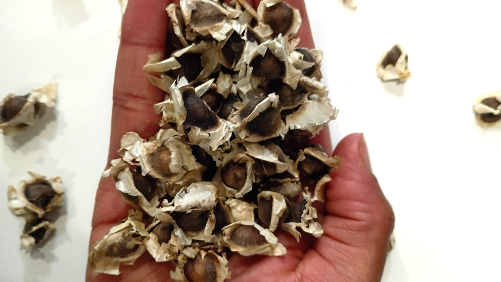 MORINGA edible planting seed NO-GMO 20+seeds garden High Germination Heirloom