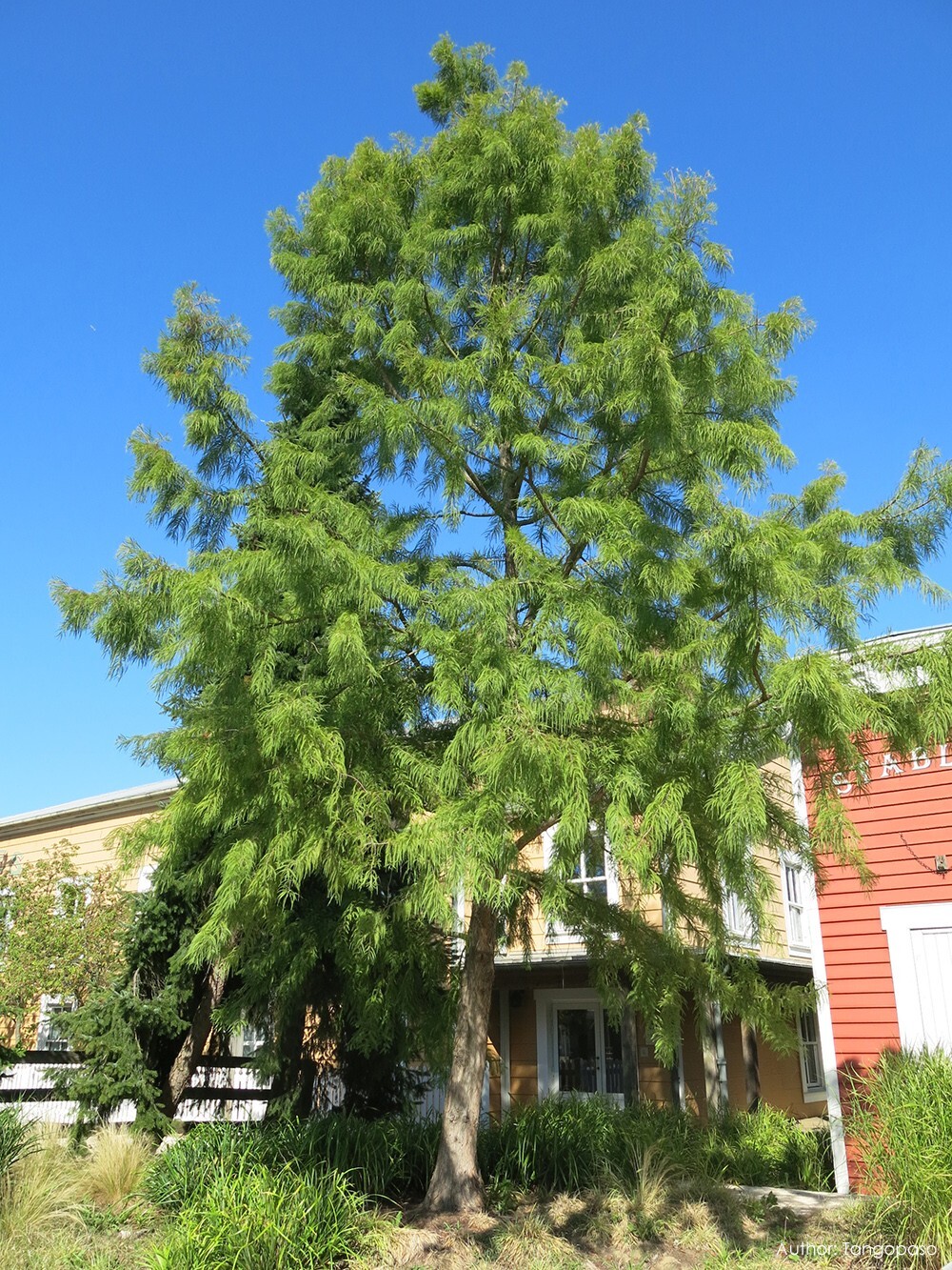 Northern Bald Cypress Tree | Premium Seeds | Taxodium distichum Summer | Plants’