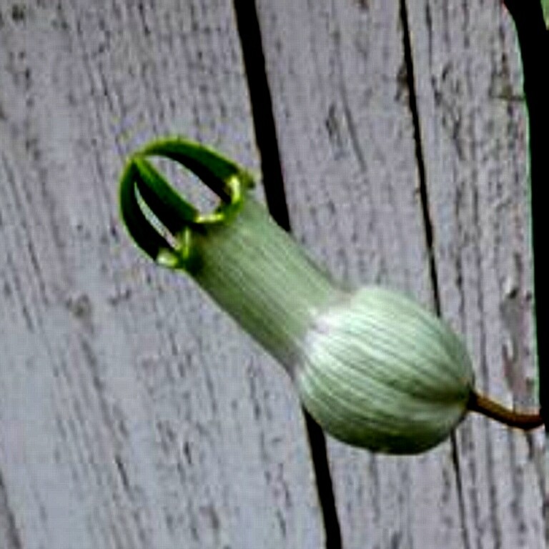 CEROPEGIA AMPLIATA or CONDOM FLOWER in a FLORAL EXPLOSION very easy rooting