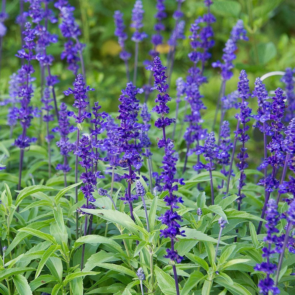 Blue Sage or Red Scarlet Sage – Hummingbirds and Bees – Organically grown in MN