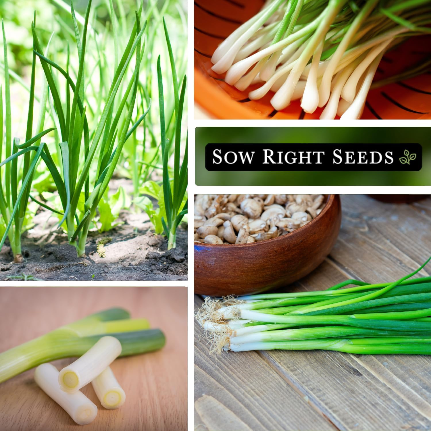 – Tokyo Long White Bunching Onion Seeds for Planting – Perfect for Planting Outd