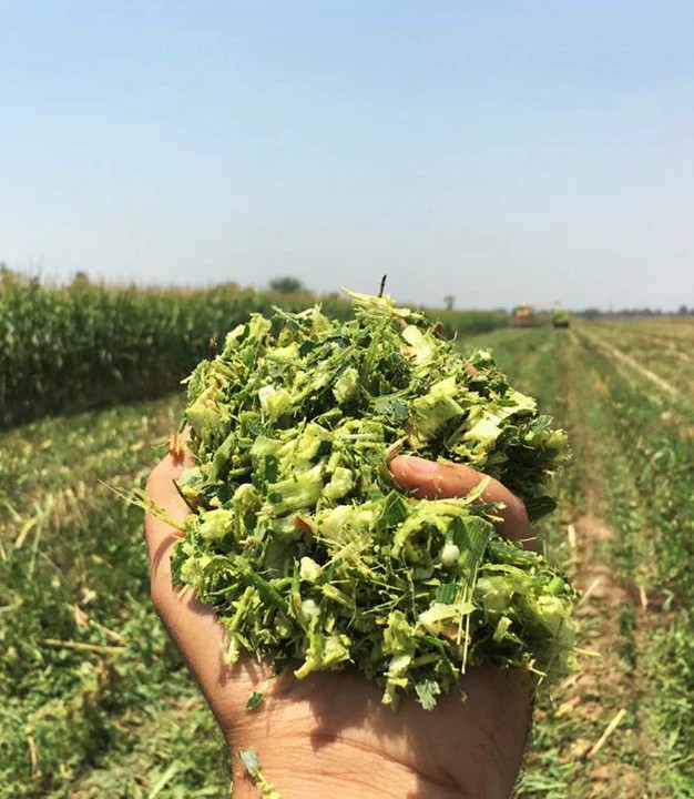 Reid’s Yellow Dent Corn Seeds – For 2025 Planting Open-Pollinated Yellow Flint