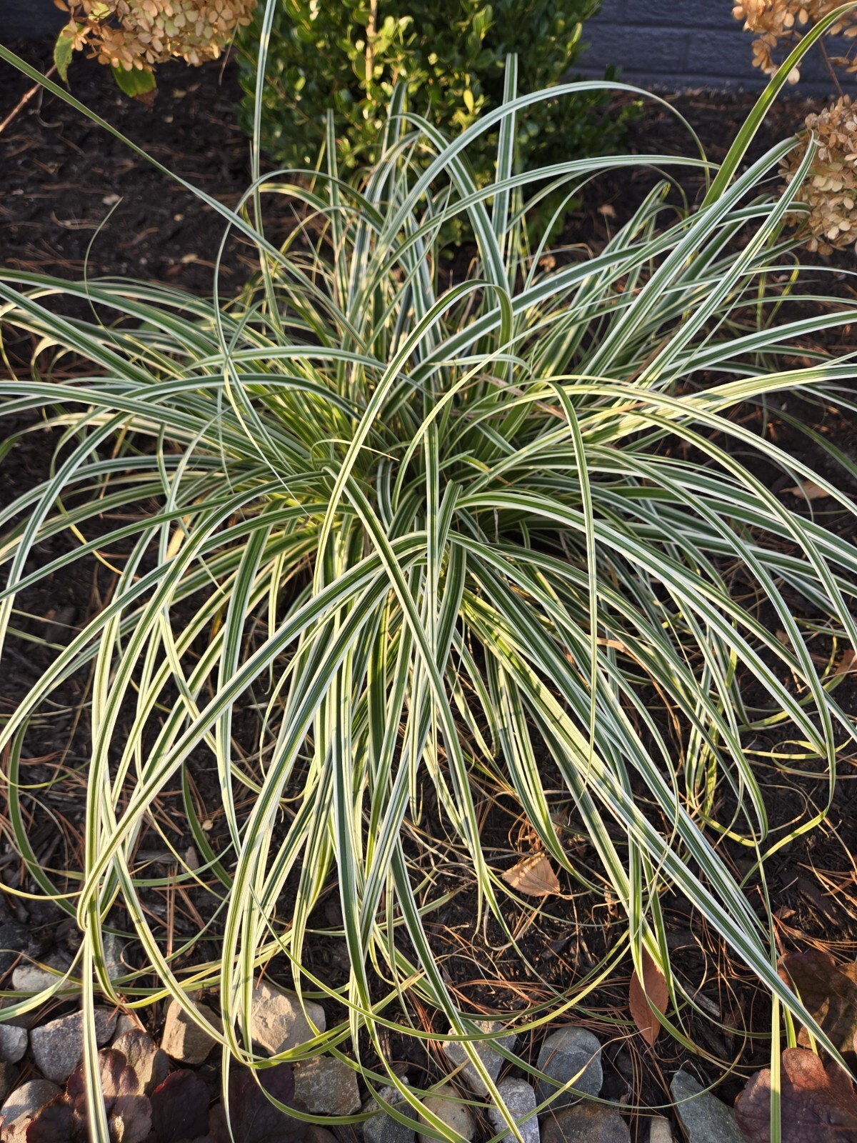 Feather Fall Sedge Carex Grass Evergreen Mutlicolor & Texture Modern Landscape