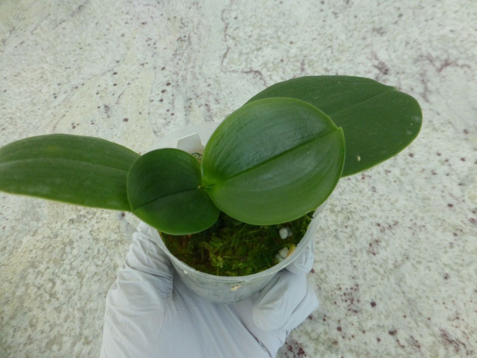 Fragrant Orchid Phalaenopsis Phal. Meidarland Kaiulani ‘Red Girl’ In 2.5″ Pot