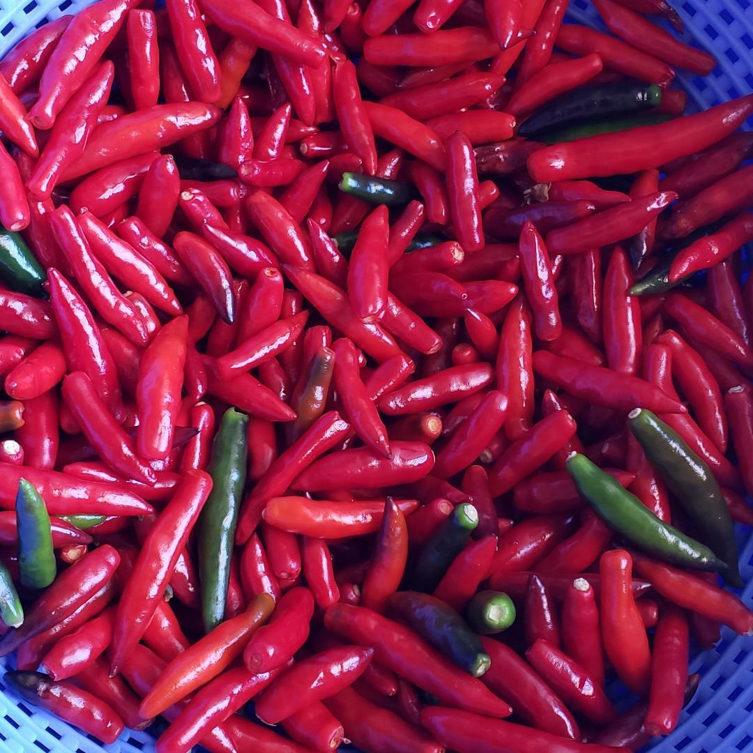 BLACK COBRA CHILI PEPPER PREMIUM SEED- HIGH YIELD – HOT RARE