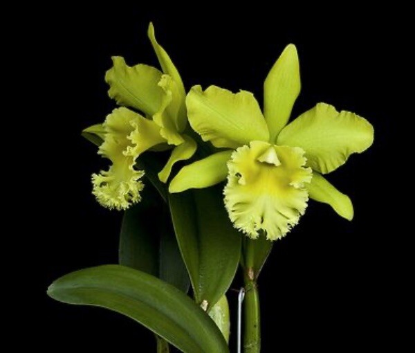 Rlc Prada Green Deluxe ‘NN’ Green Yellow Mericlone Orchid 5.5” Fresh RePot