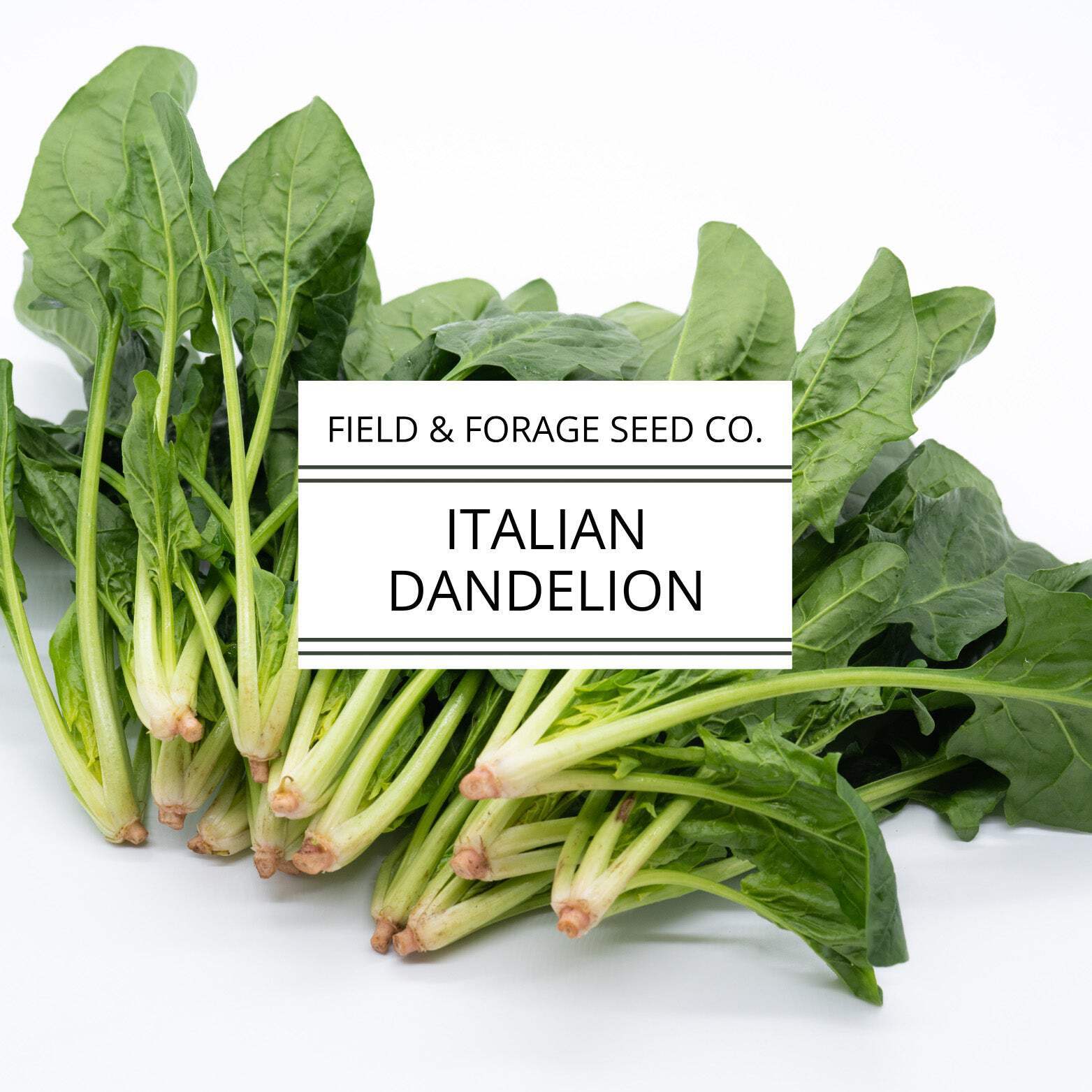 Italian Dandelion | Cichorium intybus | Heirloom Bitter Green | Non-GMO | 100 Se