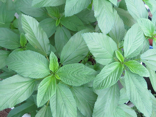 1000+ Molokhia – Egyptian Spinach Seeds,Rau Day,Saluyot Heirloom, Non-GMO