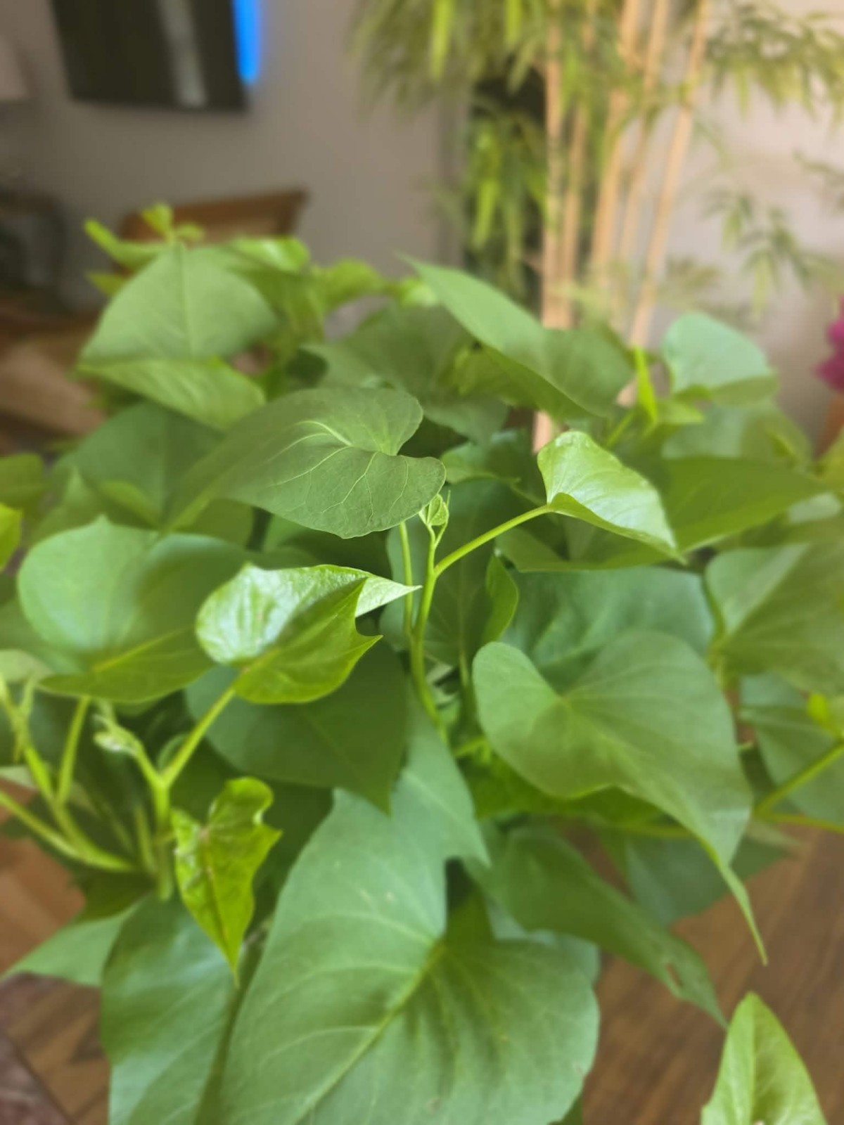 10 Rooted Sweet Potato Slips Mix – 5 Okinawa Hawaiian + 5 Korean Yellow Goguma