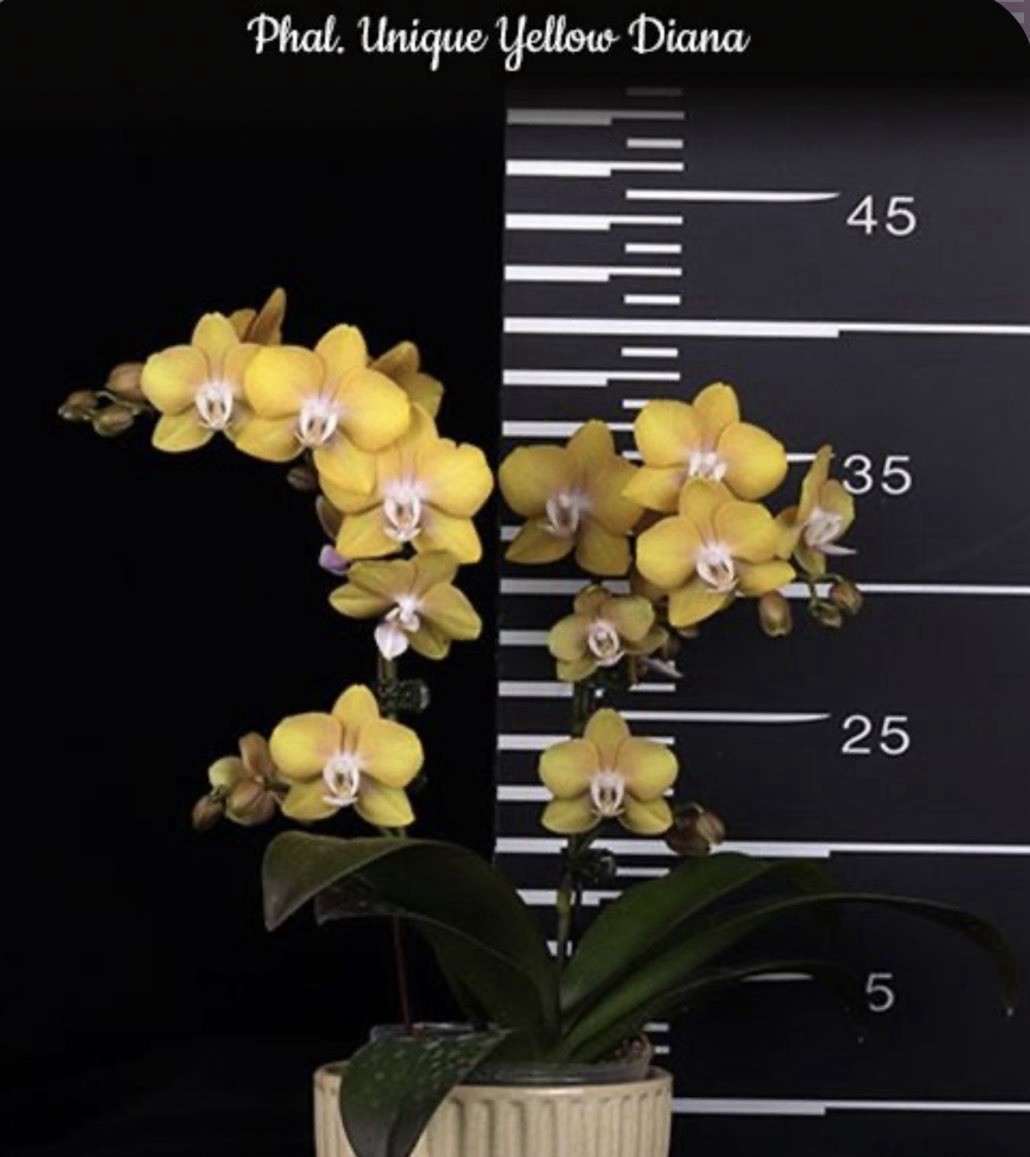 Phal. Unique Yellow Diana, Mericlone, Blooming Size, FREE Shipping