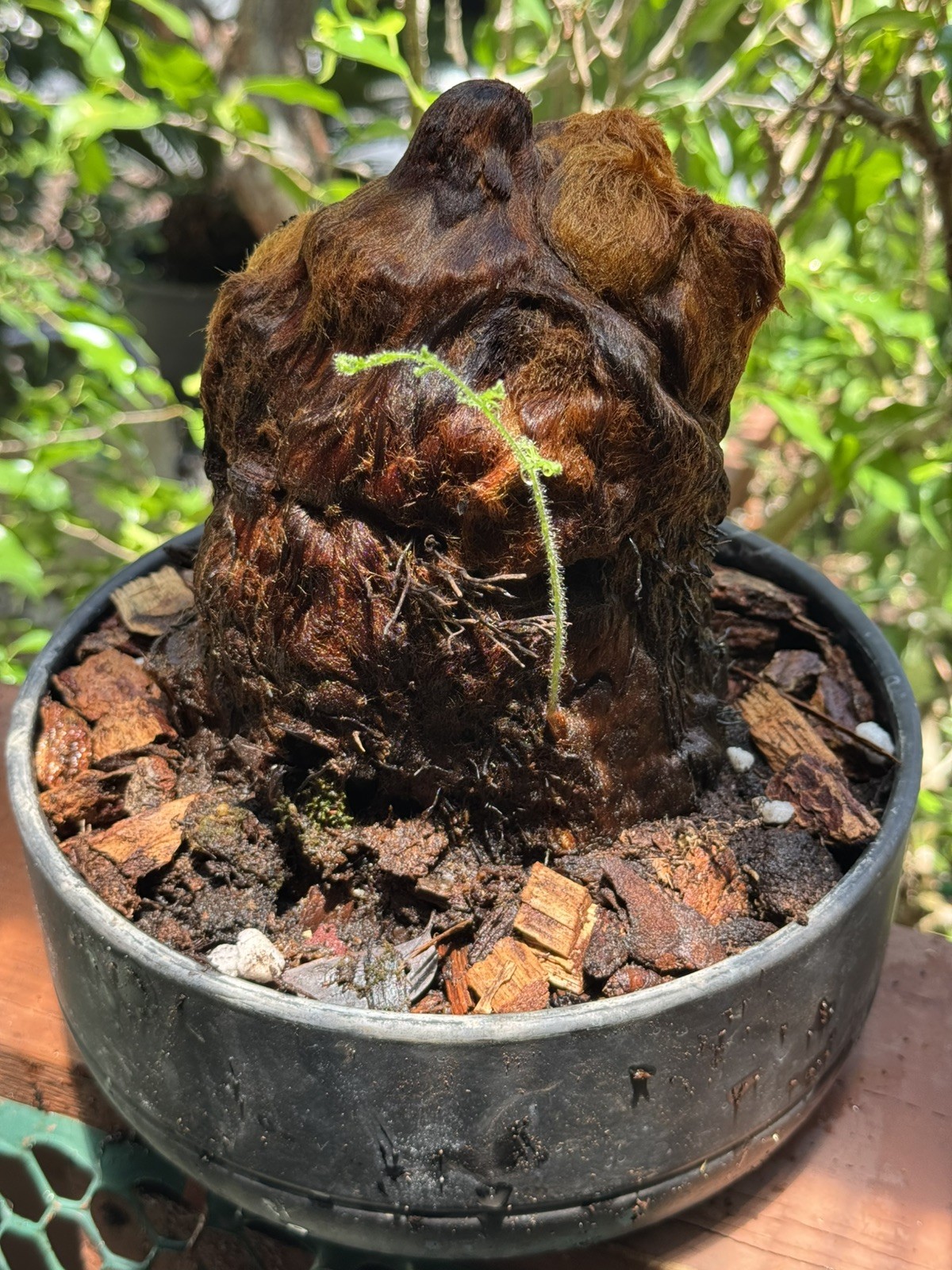 Cibotium Barometz Plant Extra Large Live Tree Fern