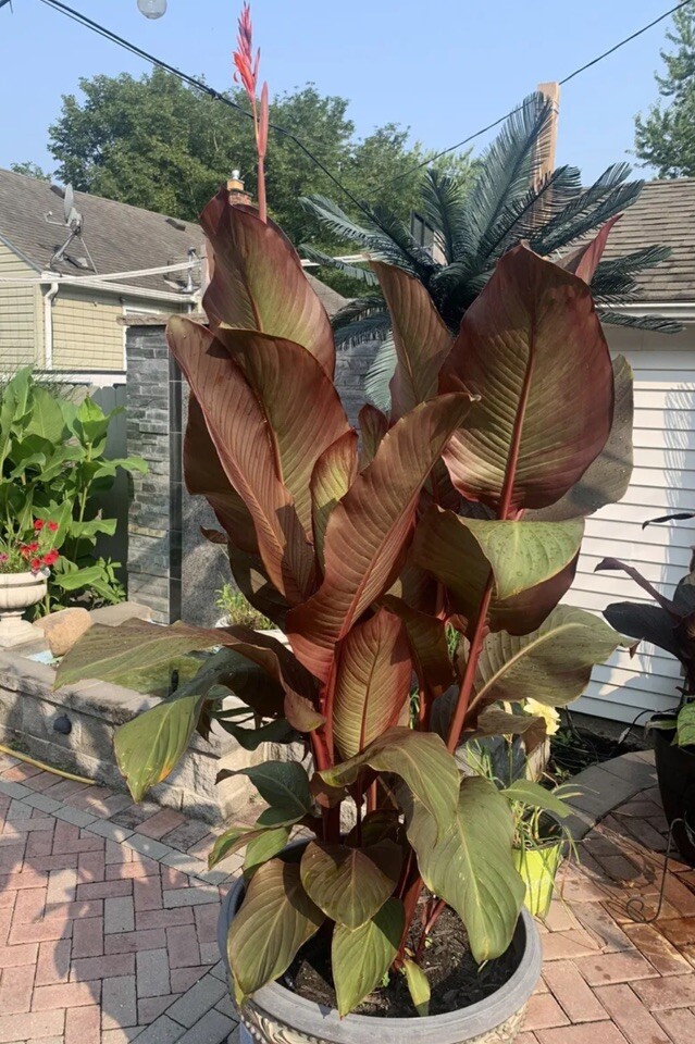 Rare Canna Lily Rhizome (2) Russian Red Musifolia ~ Red/Orange Flower