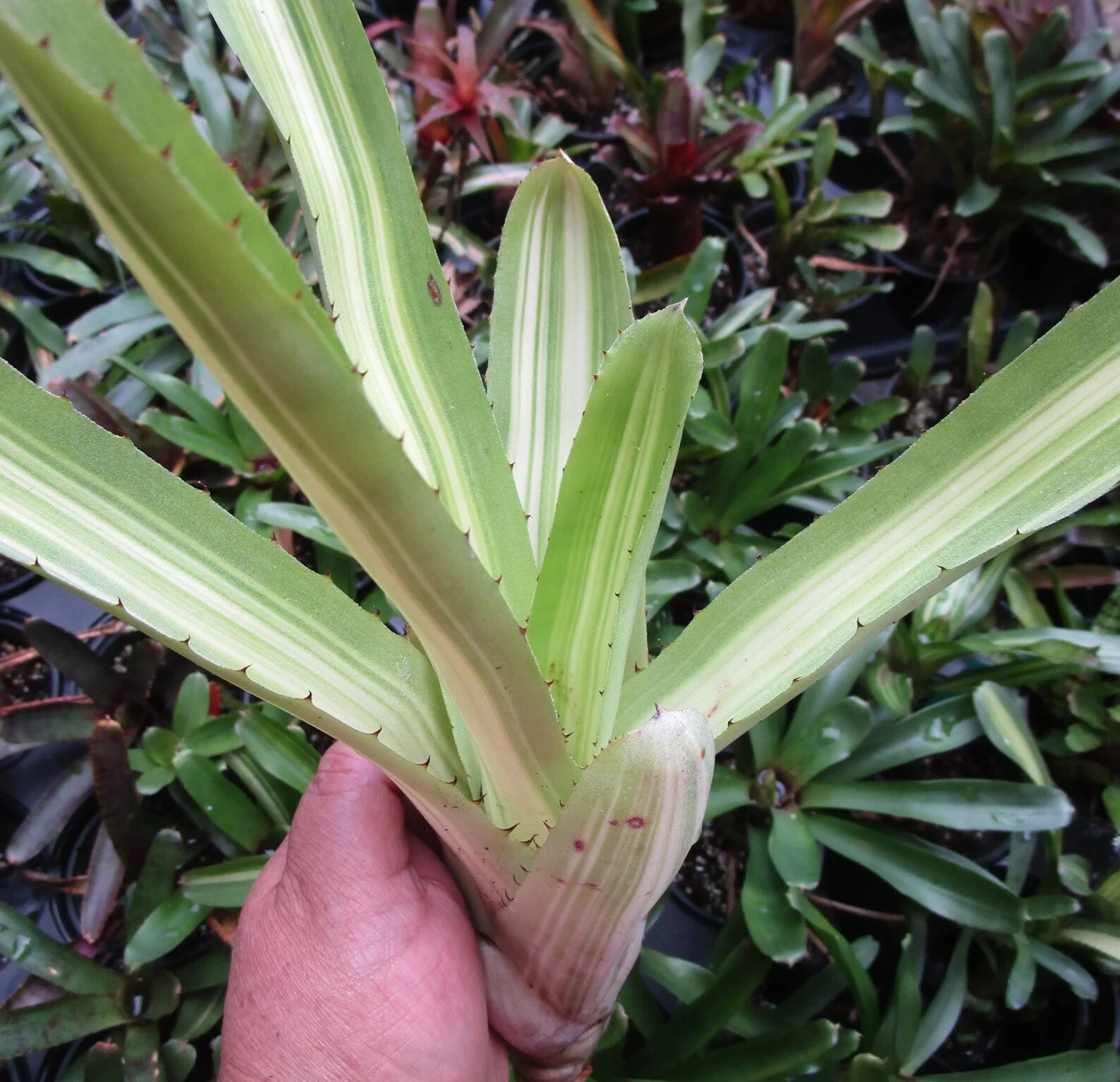 BUY 4 SAVE 15% BROMELIAD Aechmea AQUILEGA VARIEGATED Full Sun – Large Grower