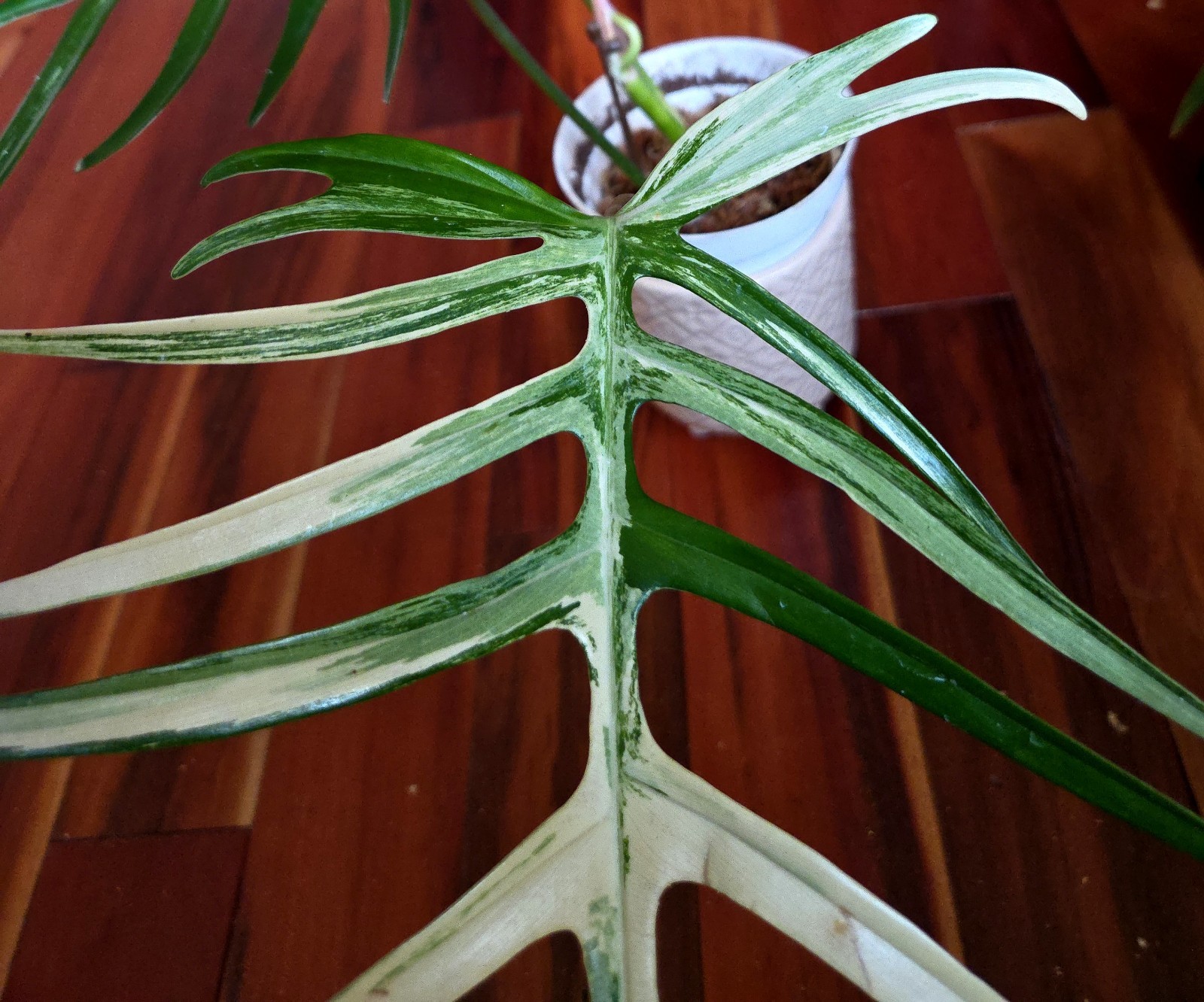 Rare Philodendron Florida Beauty X Tortum 21″ Wide Aroid Not Monstera Anthurium