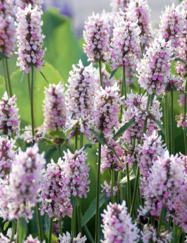Stachys Betony Summer Crush Live Plant Plug – 1–3″ Tall – Pink Flowering Plant
