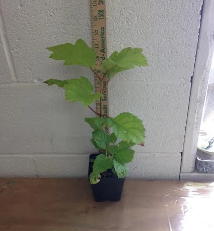 Oakleaf Hydrangea Live Plant – 6-10″ Tall – 1qt Pot – White Flowers – Zones 5-9