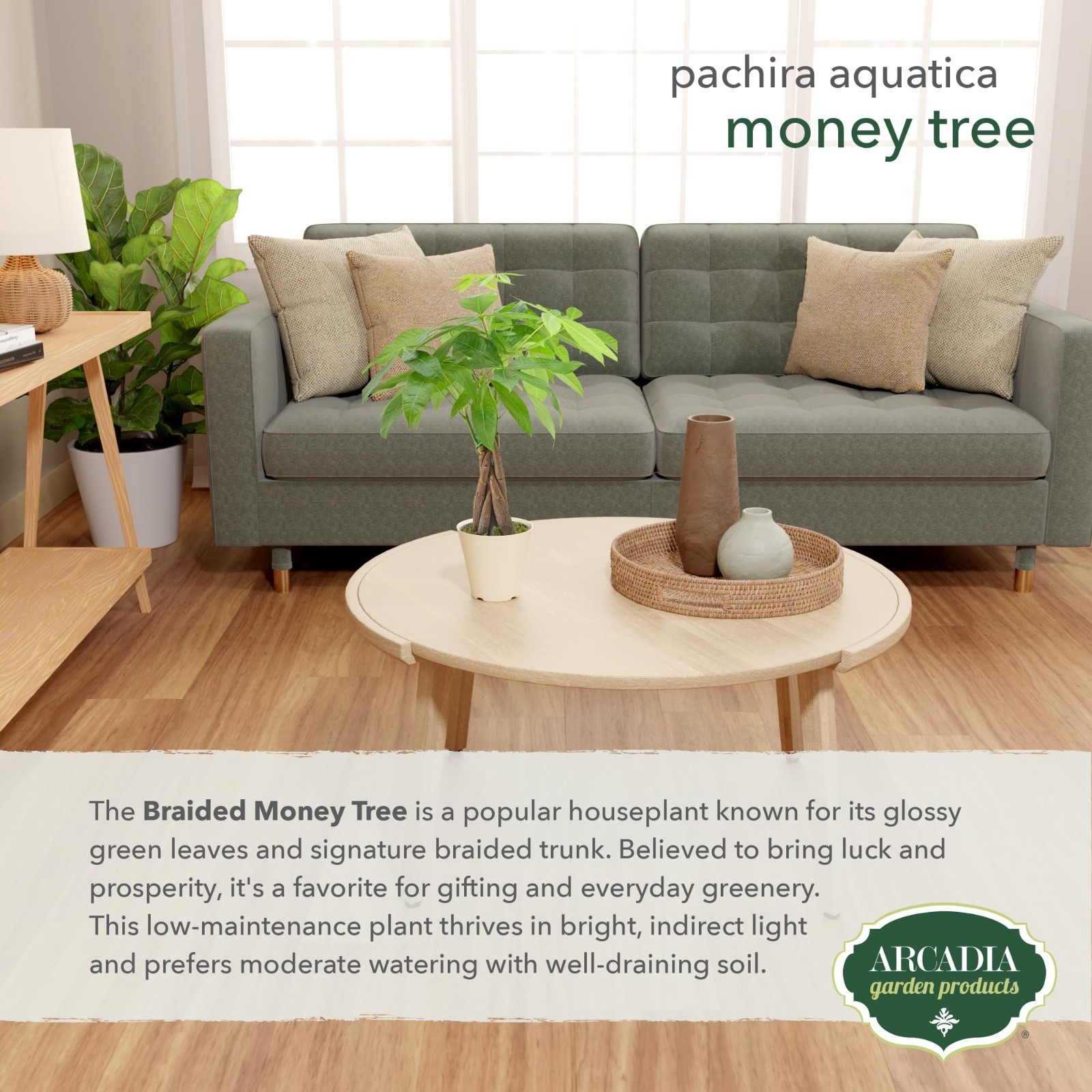 Live Braided Money Tree Indoor Plant – Pachira Aquatica, 4in Tropical Decor Gift