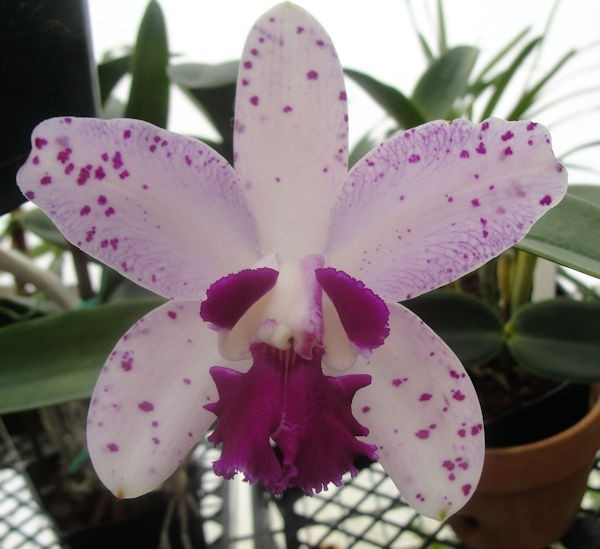 Cattleya Ctt Ratsima Spot X Ctt. Interglossa 2B18