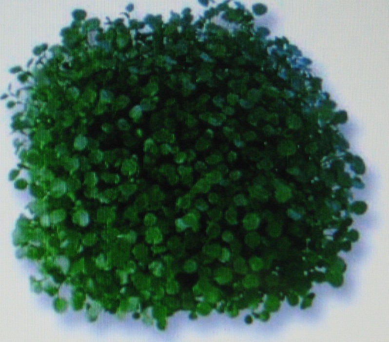 CRESS* WATERCRESS* 100 SEEDS*