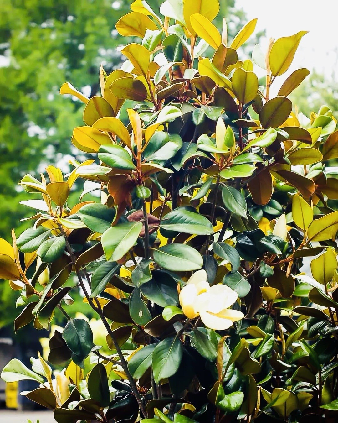 1 LIVE PLANT SOUTHERN MAGNOLIA BEST GIFT LIVE PLANT GUARANTEED
