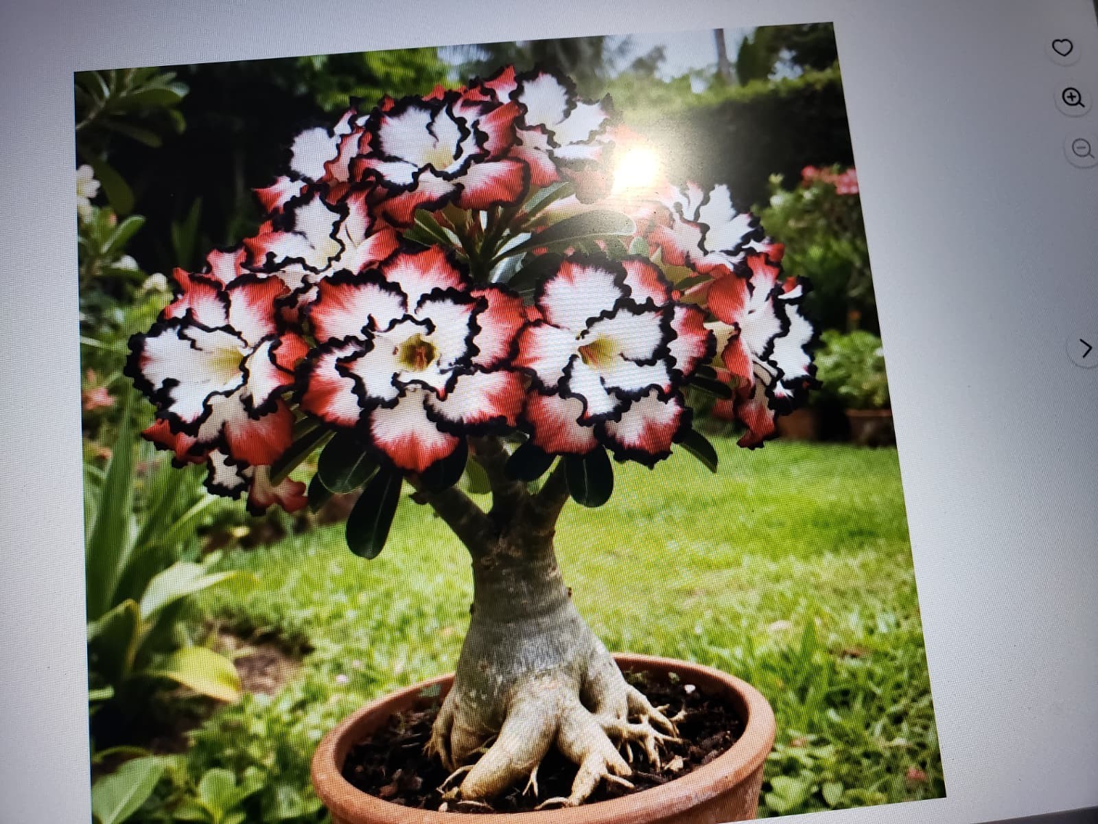 20 Mixed Color-Different Variety-Shape Desert Rose Seeds- USA Seller-Free Ship