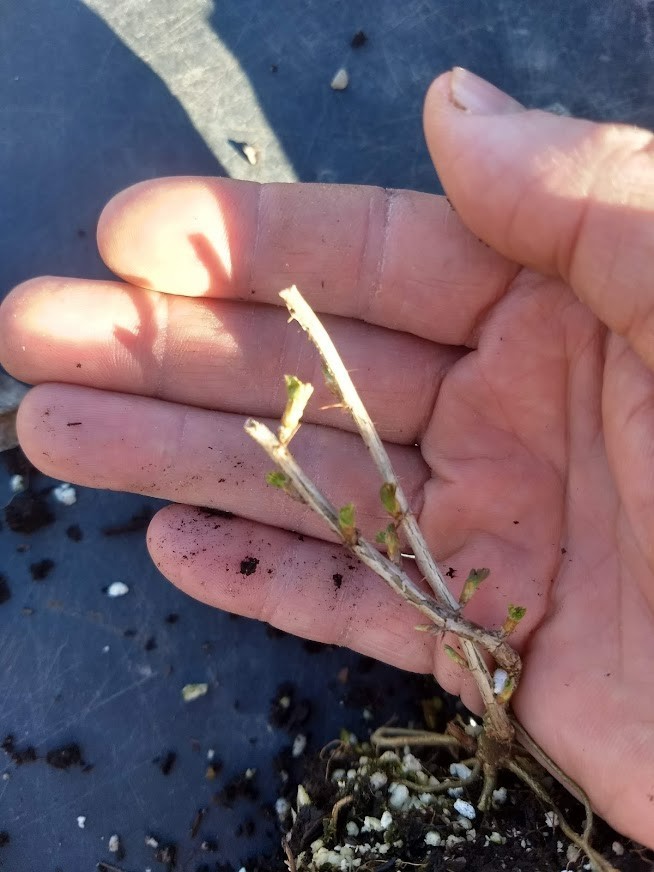 1 Consort black Currant live rooted starter plant, edible Shrub. Zones 4-8.