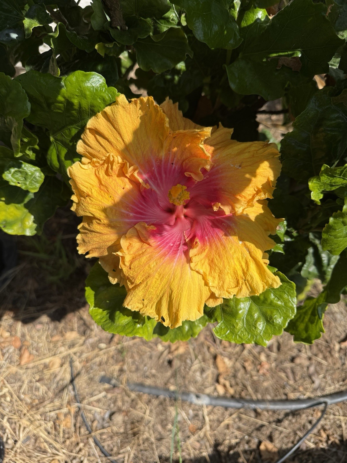 Tropical Hibiscus “Home Run” – One (1) fresh Unrooted Cutting