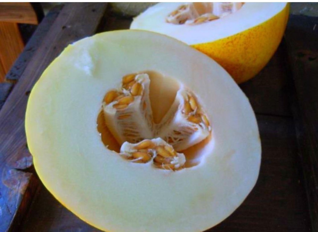 Golden Delicious Honeydew Seeds Very Sweet Non-GMO from California 20 Seeds