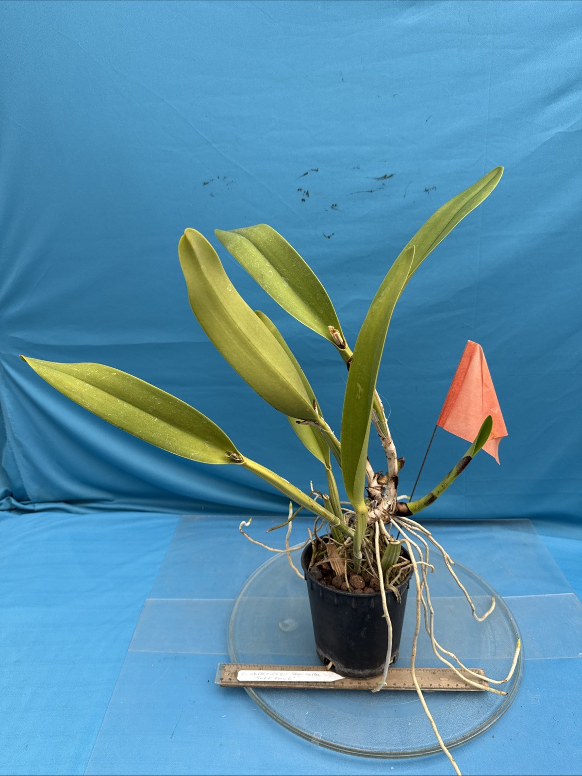 Cattleya warscewiczii S/A Purple White ‘Soft Touch’ Orchid Eros Species 5.5” Pot