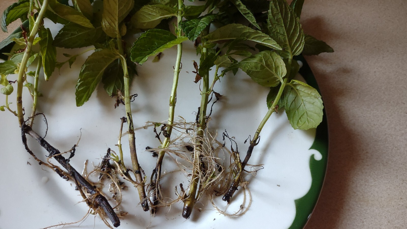 5+1 Free rooted MINT Plant Cutting Organic 100% MOJITO Mentha Villosa نعنع شتل
