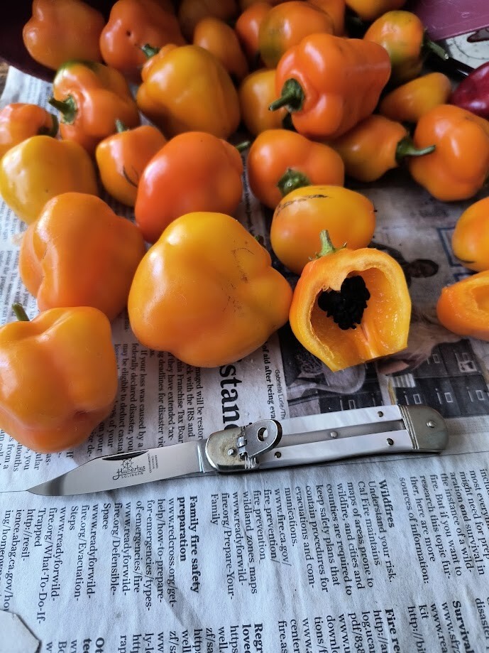 Manzano Pepper Seeds ORANGE (24 seeds per packet) free shipping