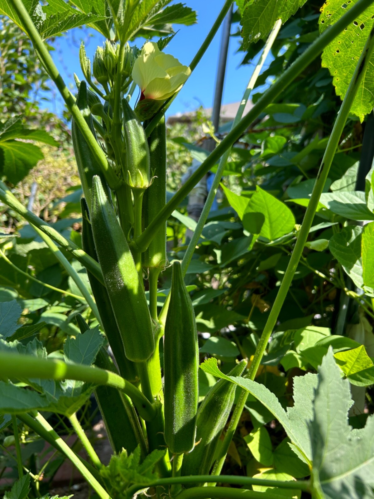 20+ Cajun Dream Okra Seeds Prolific Non-GMO