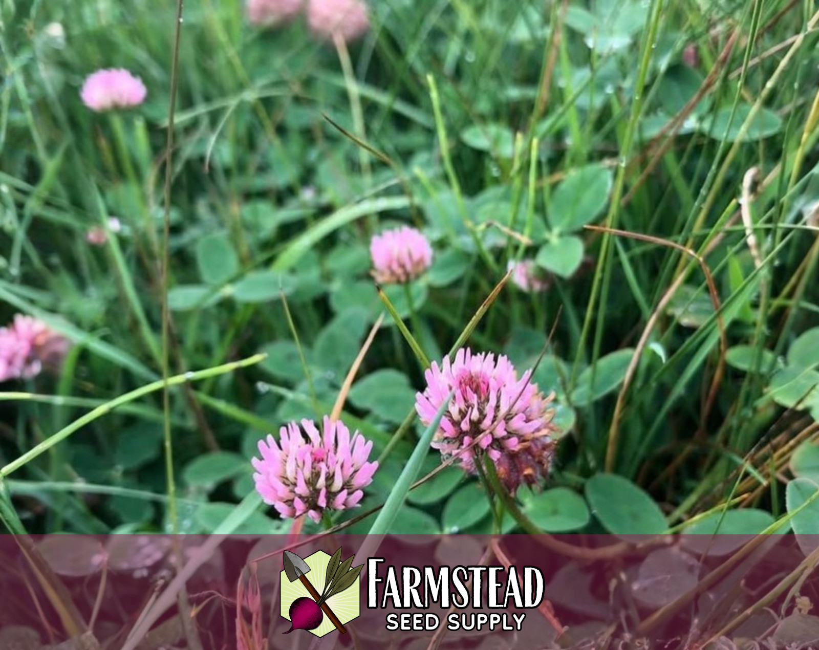 1,150+ Strawberry Clover Seeds | Pollinator Flower Seeds, Trifolium fragiferum
