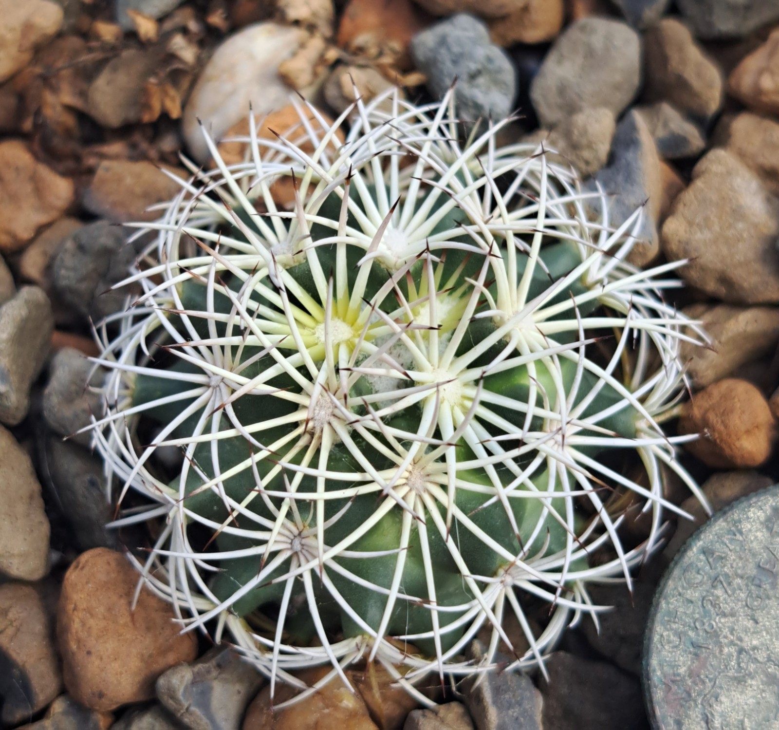 Coryphantha Echinus BARE ROOT