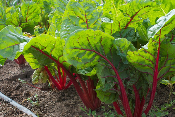 Ruby Red Swiss Chard Heirloom silverbeet 25 – 800 seeds Heirloom Bulk Wholesale