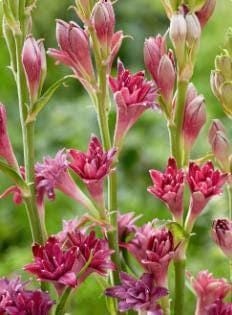 LOVE Double Polianthes Tuberose Bulbs – US Seller