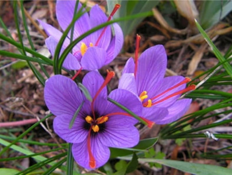 50 Saffron Crocus Corms Bulbs – Large 9cm Planting Size – Grow Your Own Spice!