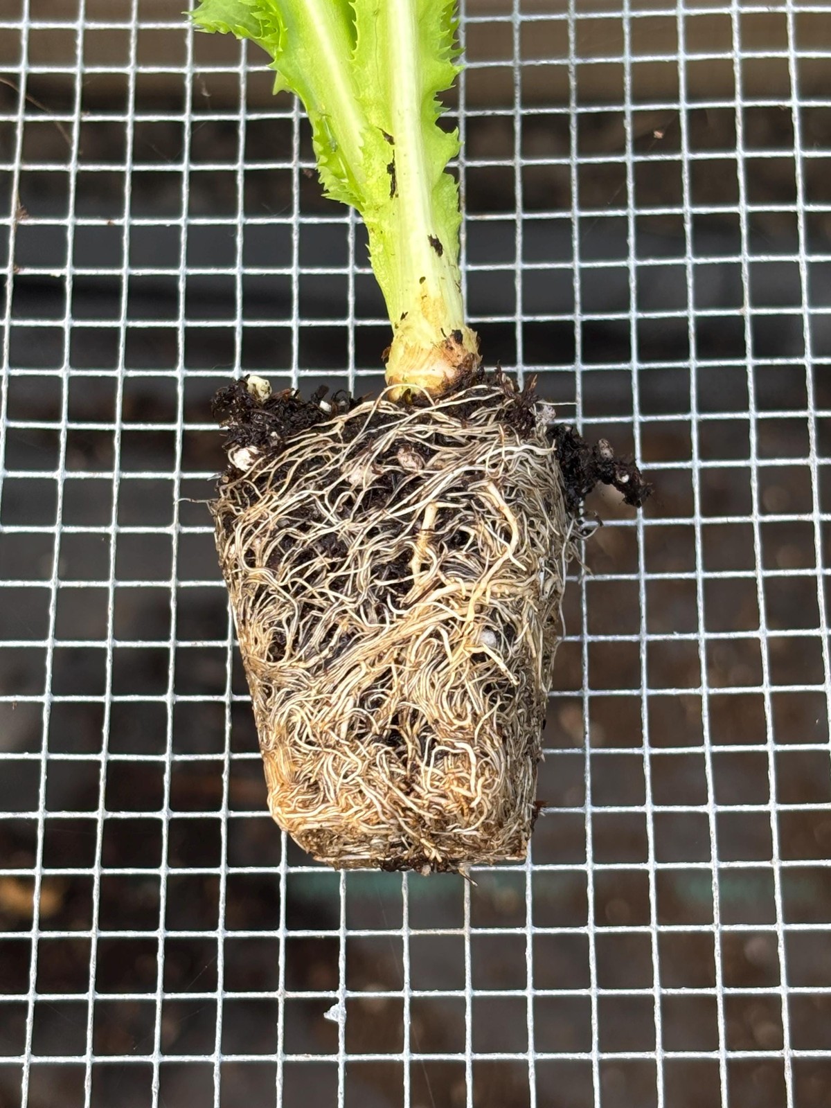 Endives Live Plant – Seedlings/Plugs and Plants – 3″- 12″ tall – 30-60+ days old